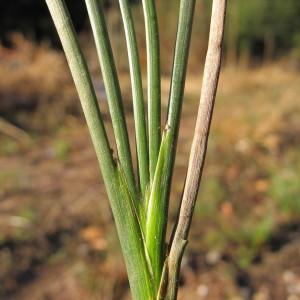 Juncus ensifolius Wikstr. (Sword-leaved Rush)