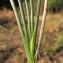  Hugues Tinguy - Juncus ensifolius Wikstr. [1823]