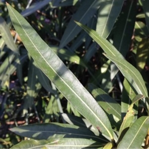 Photographie n°209554 du taxon Nerium oleander L. [1753]