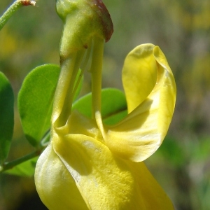 Coronilla emerus L. (Coronille arbrisseau)