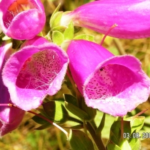 Digitalis purpurea L. subsp. purpurea