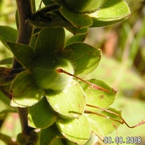  - Digitalis purpurea subsp. purpurea 