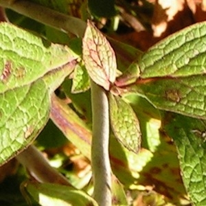  - Digitalis purpurea subsp. purpurea 
