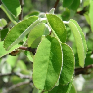 Photographie n°209619 du taxon Amelanchier ovalis Medik. [1793]