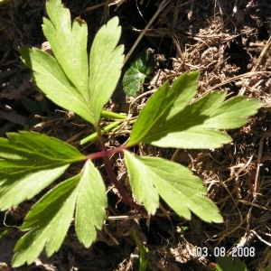 Photographie n°209624 du taxon Anemone nemorosa L. [1753]