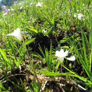 Photographie n°209628 du taxon Pinguicula alpina L. [1753]