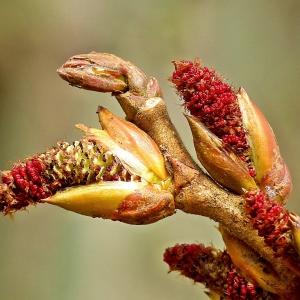 Photographie n°209629 du taxon Populus nigra L. [1753]