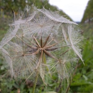 Photographie n°209631 du taxon Tragopogon pratensis L. [1753]