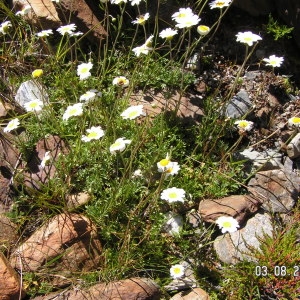  - Leucanthemopsis alpina subsp. alpina