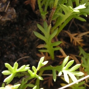  - Leucanthemopsis alpina subsp. alpina