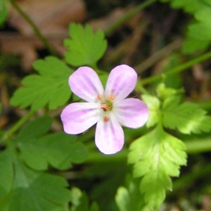 Photographie n°209655 du taxon Geranium robertianum L.