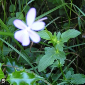 Photographie n°209661 du taxon Viola cornuta L. [1763]