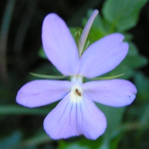 Photographie n°209662 du taxon Viola cornuta L. [1763]