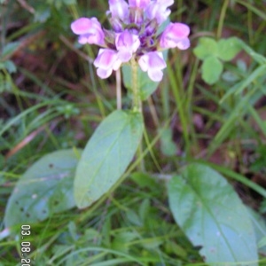 Photographie n°209663 du taxon Prunella grandiflora (L.) Schöller [1775]