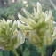  Jean-Claude Calais - Astragalus glycyphyllos L.