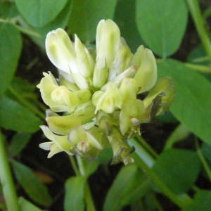 Tragacantha glycyphylla (L.) Kuntze (Astragale à feuilles de réglisse)