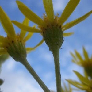 Photographie n°209699 du taxon Senecio erucifolius L. [1755]