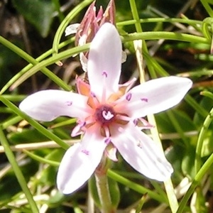 Photographie n°209716 du taxon Arenaria purpurascens Ramond ex DC. [1805]
