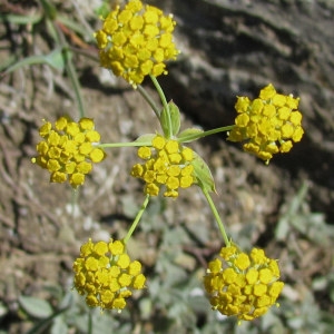 Photographie n°209720 du taxon Bupleurum ranunculoides L. [1753]