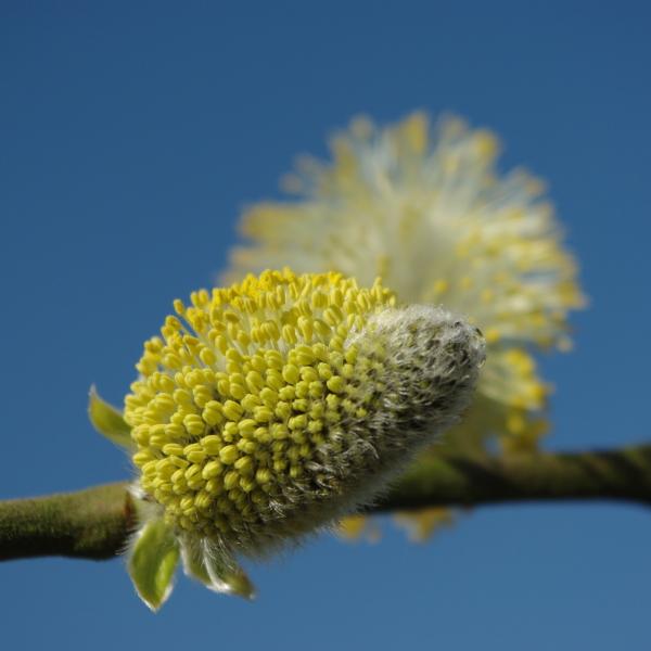 Salix caprea L. [1753] [nn59380] par Myriam JOUANNY le 17/03/2009 - Montmain