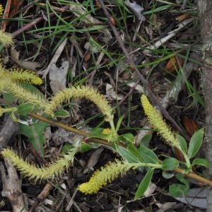 Photographie n°209732 du taxon Salix alba L. [1753]