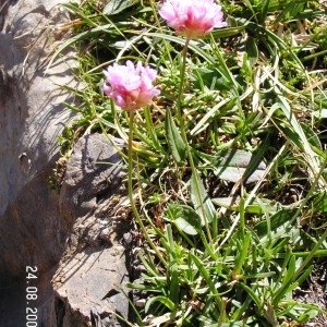 Photographie n°209761 du taxon Armeria alpina Willd. [1809]