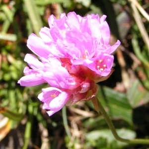 Photographie n°209762 du taxon Armeria alpina Willd. [1809]