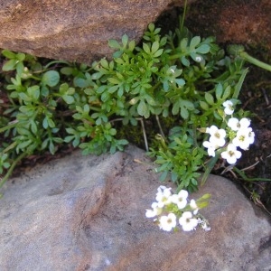 Photographie n°209766 du taxon Hornungia alpina subsp. alpina