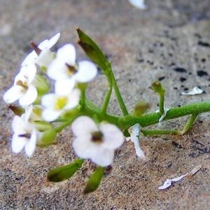 Photographie n°209767 du taxon Hornungia alpina subsp. alpina