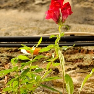 Photographie n°209786 du taxon Antirrhinum majus L. [1753]