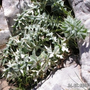 Photographie n°209793 du taxon Carduus carlinoides subsp. carlinoides