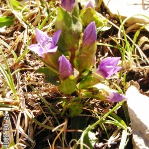  - Gentianella campestris f. hypericifolia (Murb.) B.Bock [2012]