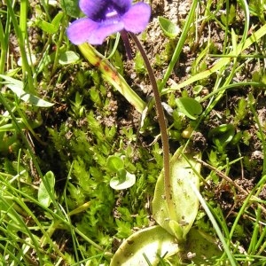  - Pinguicula grandiflora Lam. [1789]