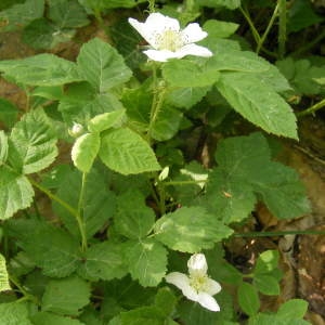 Photographie n°209854 du taxon Rubus caesius L. [1753]