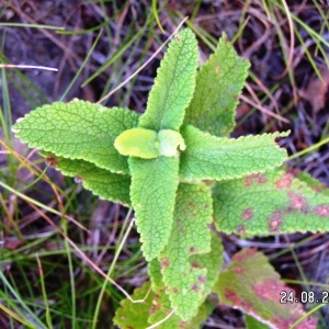 Photographie n°209898 du taxon Teucrium scorodonia L. [1753]