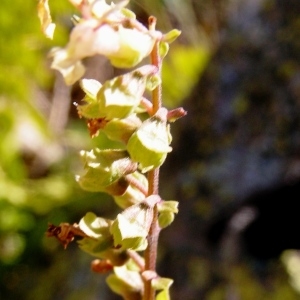 Photographie n°209900 du taxon Teucrium scorodonia L. [1753]