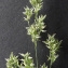  Bertrand BUI - Polypogon viridis (Gouan) Breistr. [1966]