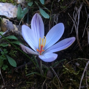  - Crocus corsicus Vanucchi ex Maw [1878]