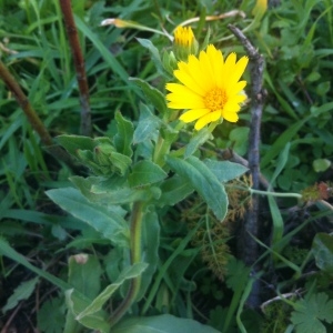 Photographie n°209946 du taxon Calendula arvensis L. [1763]