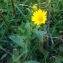  Nicolas SUBERBIELLE - Calendula arvensis L. [1763]