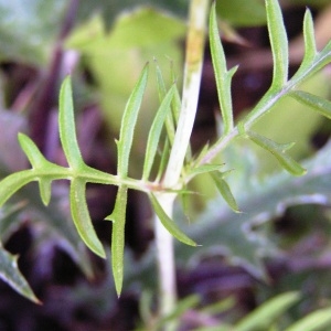  - Scabiosa columbaria subsp. columbaria