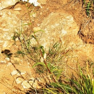 Photographie n°209954 du taxon Achillea millefolium subsp. millefolium