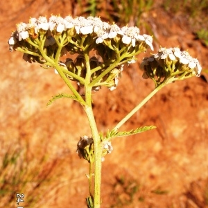  - Achillea millefolium subsp. millefolium