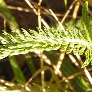  - Achillea millefolium subsp. millefolium