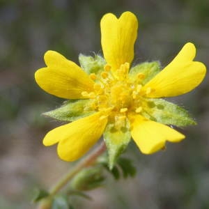 Potentilla neumanniana Rchb. (Potentille de Neumann)