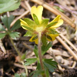 Photographie n°209974 du taxon Potentilla tabernaemontani Asch. [1891]