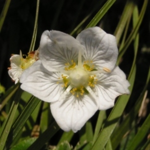 Photographie n°209978 du taxon Parnassia palustris L.