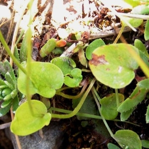 Photographie n°209979 du taxon Parnassia palustris L.