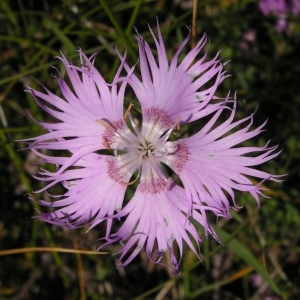 Photographie n°209980 du taxon Dianthus hyssopifolius L.