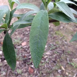 Photographie n°209990 du taxon Buddleja davidii Franch. [1887]